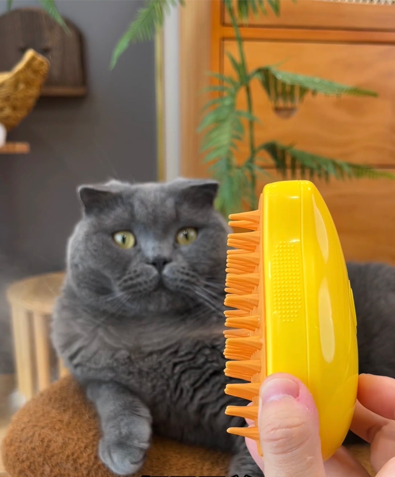 Cat Steamy Brush